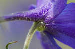 Alabama larkspur